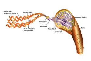 Protein in hair diagram