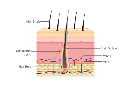 What Makes Afro Hair Grow?